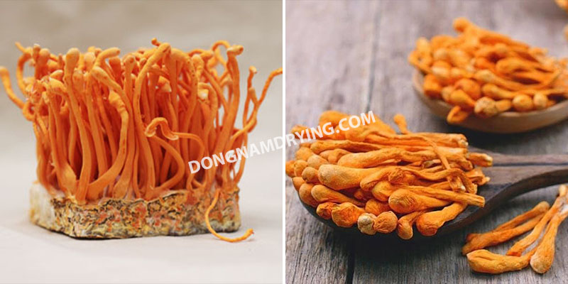 Đông trùng hạ thảo sấy thăng hoa