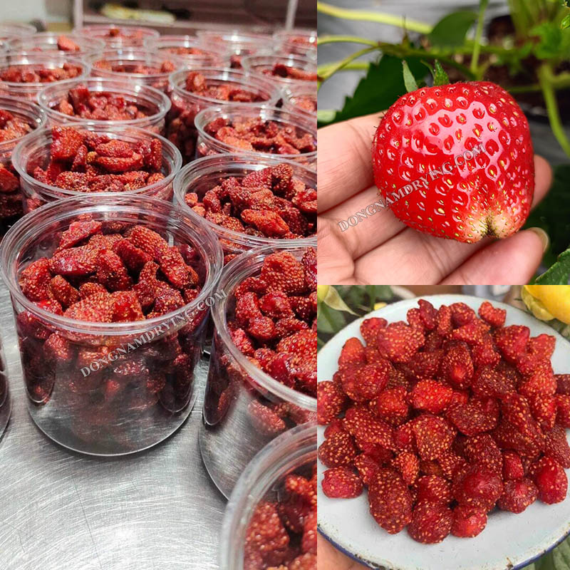 Hoa quả sấy lạnh