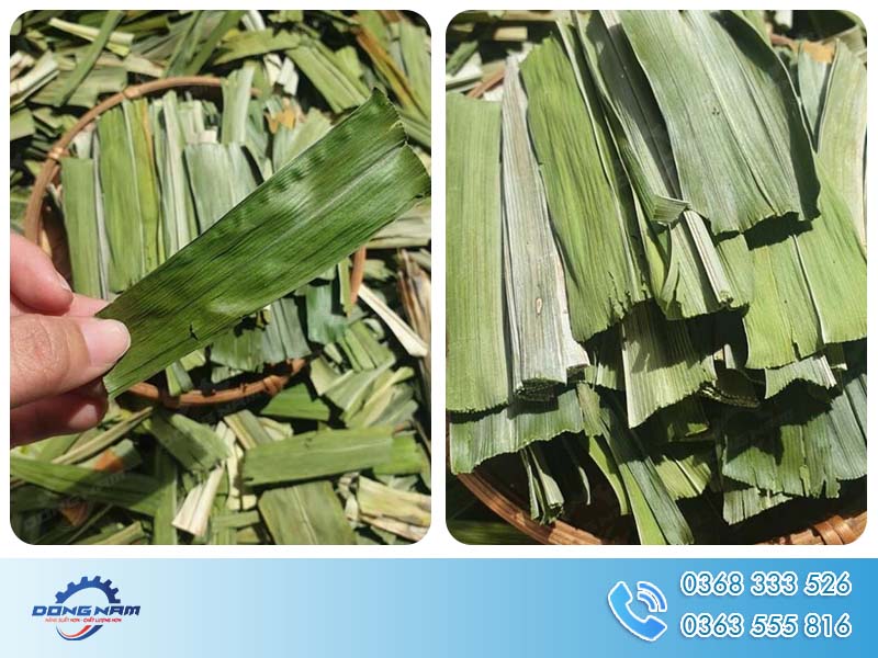 Lá dứa sấy lạnh