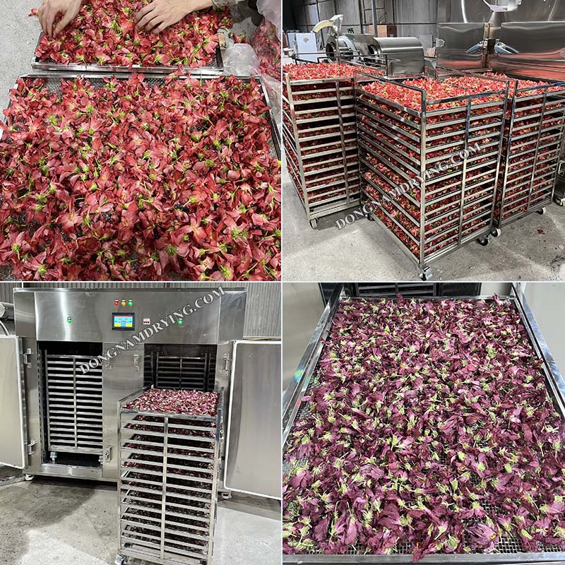 Máy sấy lạnh hoa khô Đông Nam