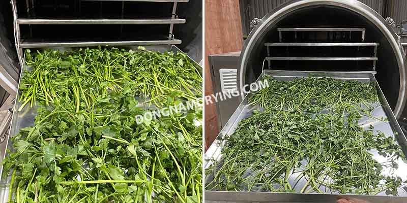 Rau cần tây sấy thăng hoa