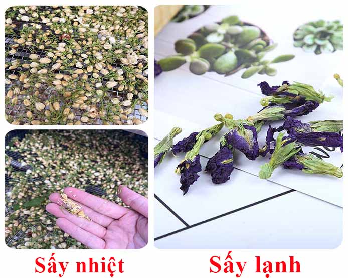 Chất lượng sấy giữa sấy nhiệt và sấy lạnh