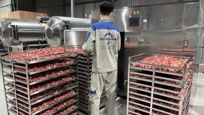 Embedded thumbnail for Hoa sâm sấy lạnh bằng máy sấy lạnh công nghiệp màu đẹp, thơm, khô đều